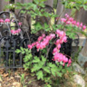 Meet your Posher, Tracy